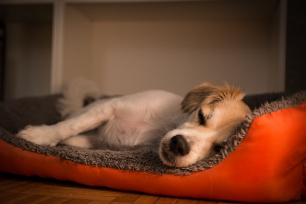 why-is-my-puppy-pooping-in-his-bed