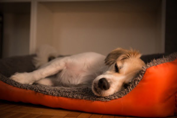 can dogs accidentally poop in their sleep