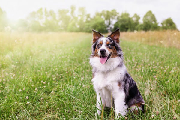 Dog who smells like maple syrup