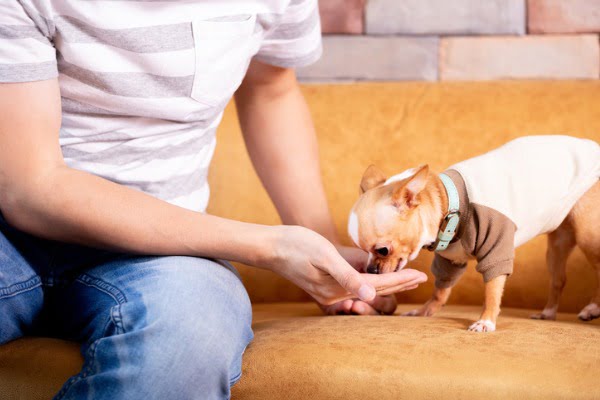 Feeding-homemade-dog-treat