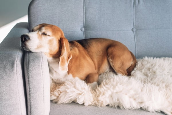 Healthy-dog-sleeps-on-couch