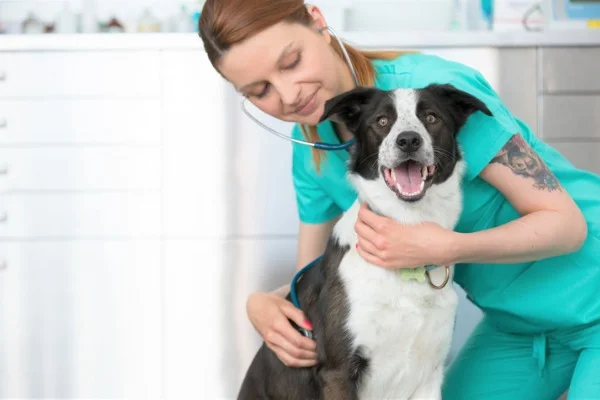 Helping-dog-incontinence