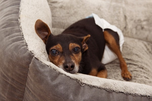 Old-dog-diaper-bed