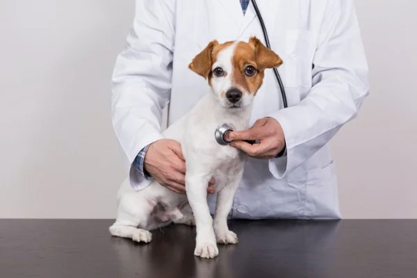 Dog getting check up at vet
