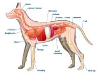 dog-digestive-system-swollen-stomach