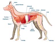 My Dog S Stomach Is Swollen But Not In Pain Here Are The Causes Petdt