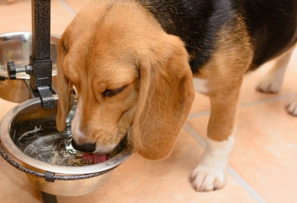 Dog drinking large water