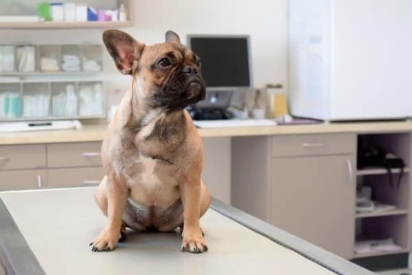 Dog-vet-big-belly