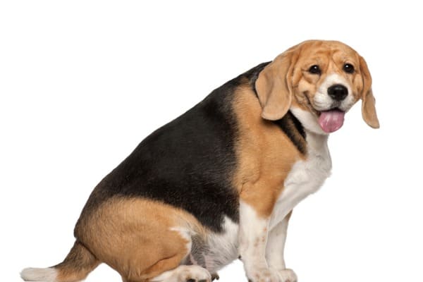 Fat beagle 3 years old sitting against white background
