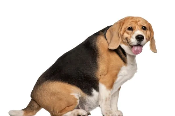 Fat beagle 3 years old sitting against white background