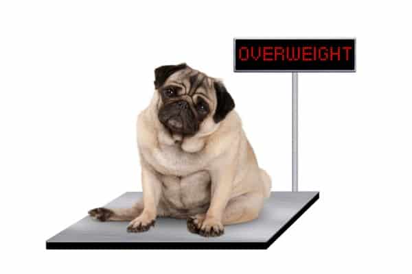 Heavy fat pug puppy dog sitting down on vet scale with overweight led