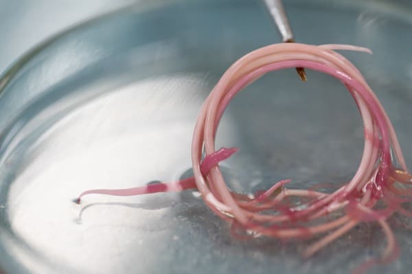 Roundworms-from-dogs-stomach