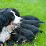 Prenatal supplements essential for pregnant dogs