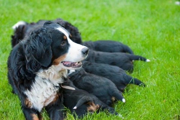 Prenatal supplements essential for pregnant dogs