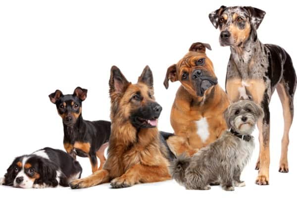 Best dog breeds