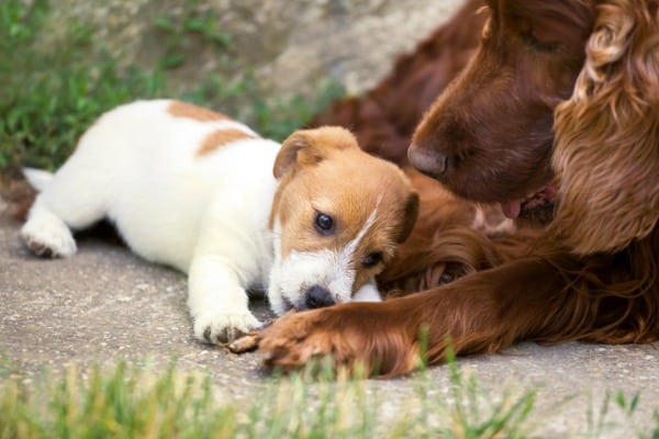 Dog friendship