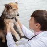 Joint care for dogs