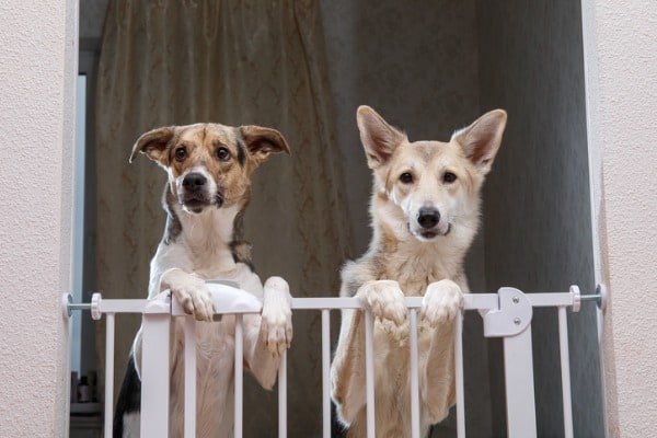 Protective dog fence