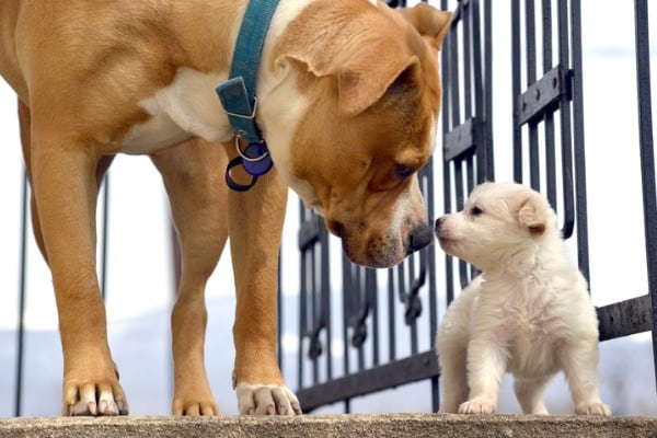 Puppys first meeting with older dogs