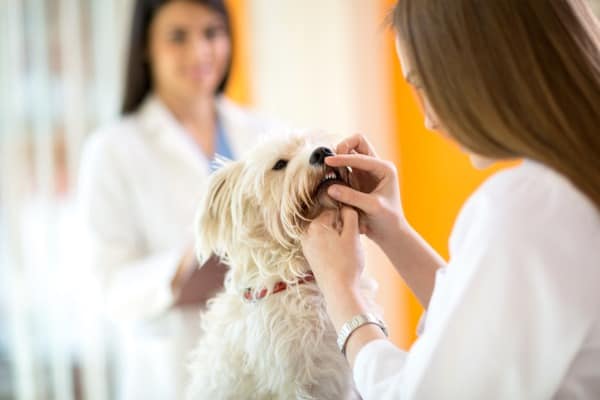 Checking at the dog vet