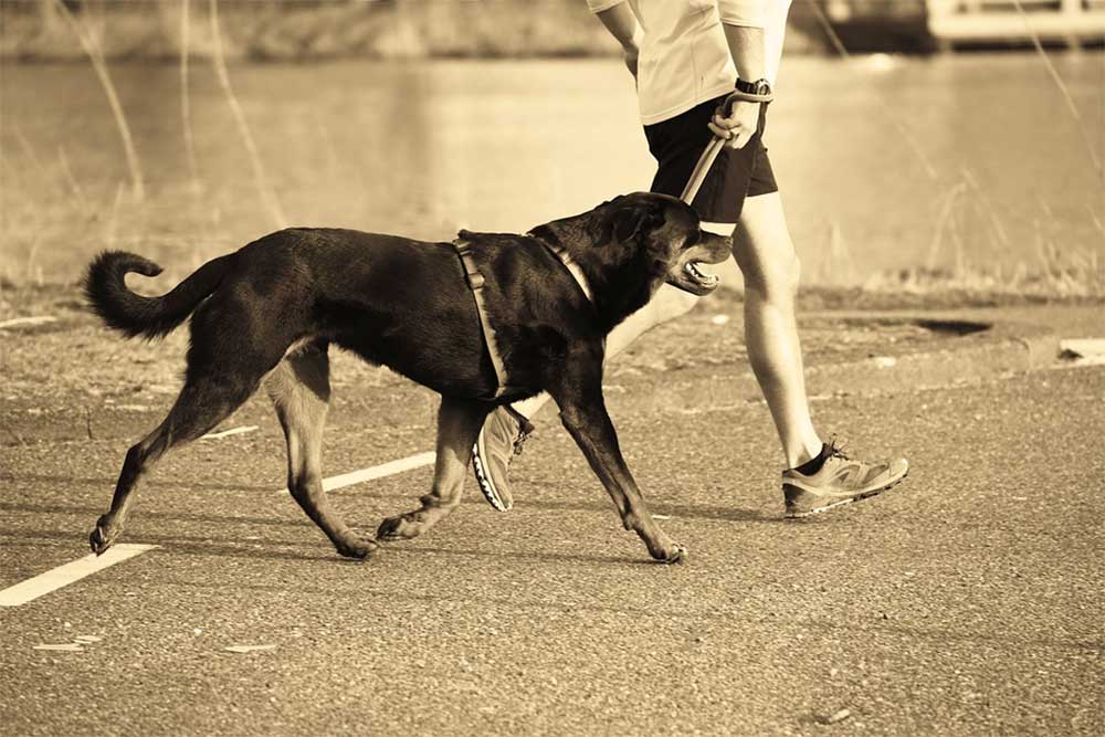 5 of the best treadmills for dogs small medium large