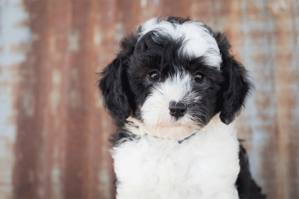 A Complete Directory Of Sheepadoodle Breeders Petdt