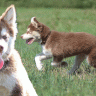 A guide to huskypoos and who should