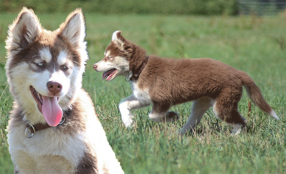 A guide to huskypoos and who should