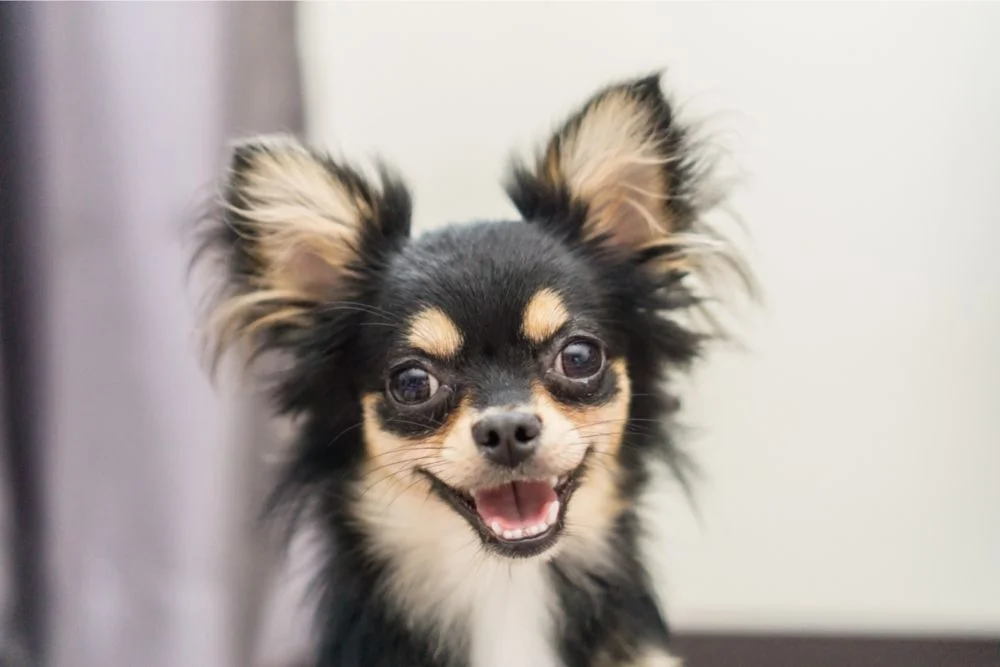 An ultimate guide to puppy teething the chihuahua edition