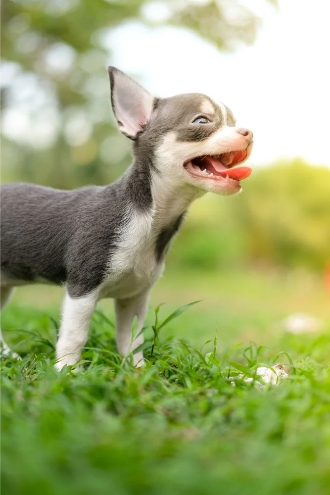 An ultimate guide to puppy teething the chihuahua edition2