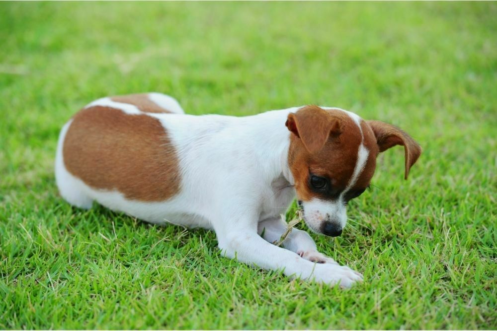 are acorns poisonous to dogs