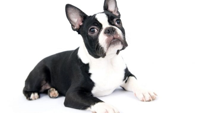 Are boston terriers good house dogs