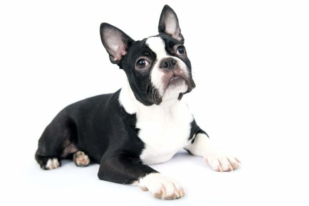 are boston terriers good inside dogs