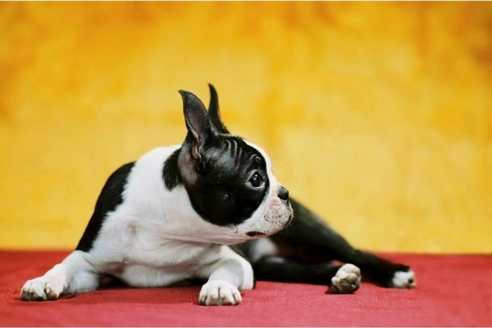 do boston terriers swim