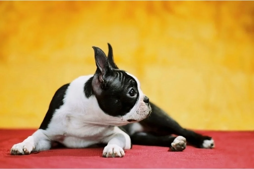 Are boston terriers good house dogs2