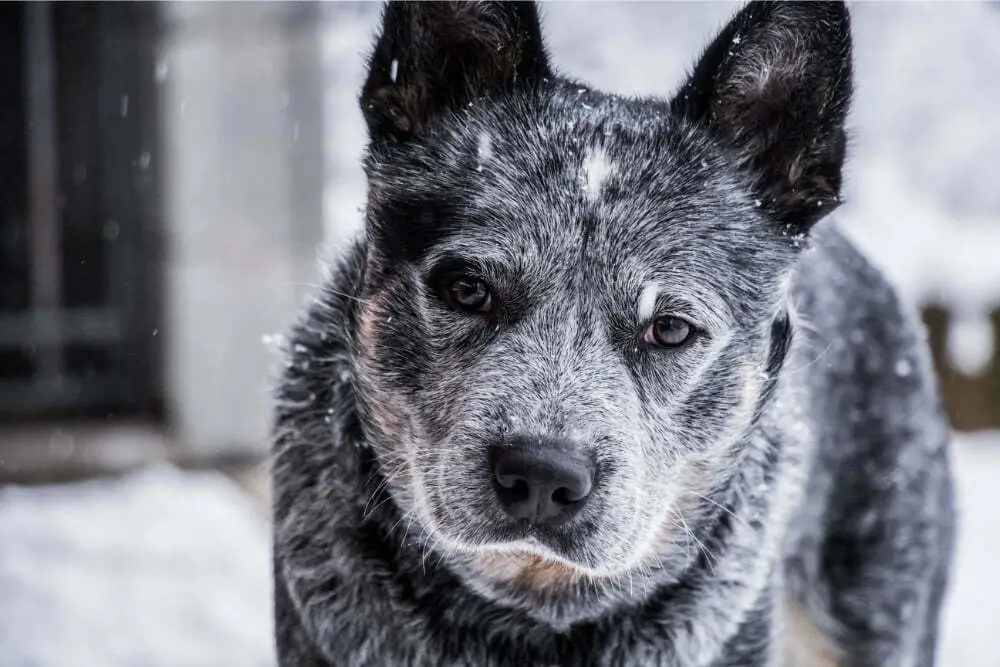 Are cattle dogs cuddly?