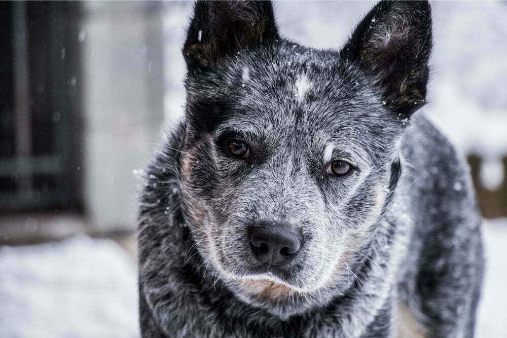 Are Cattle Dogs Cuddly Question Answered Petdt Com