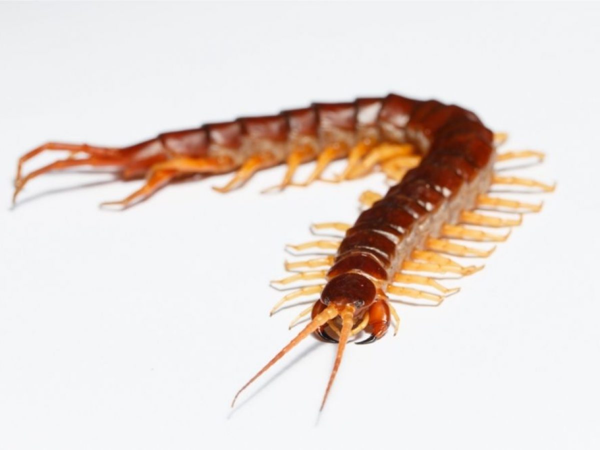 Are Centipedes Poisonous To Dogs A Complete Guide To Toxic Dangers