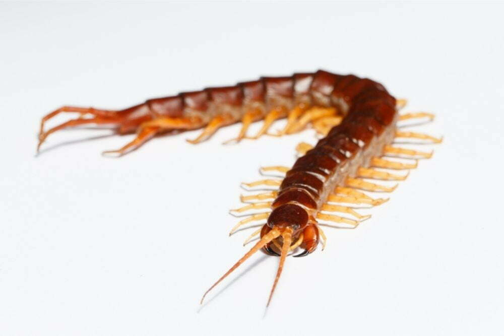 Are centipedes poisonous to dogs