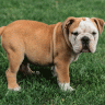 Are english bulldogs born with short tails or are they docked