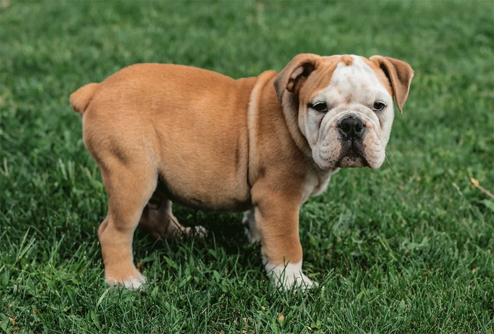 Are English Bulldogs Born With Short Tails Or Are They Docked? - PetDT