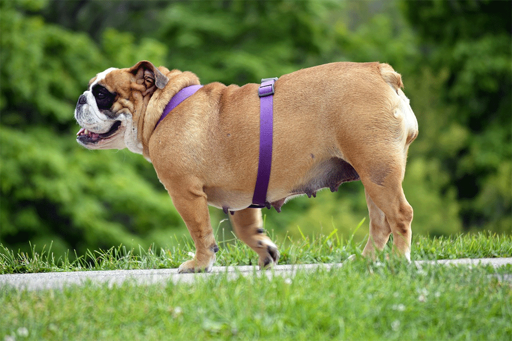 are english bulldogs born with long tails