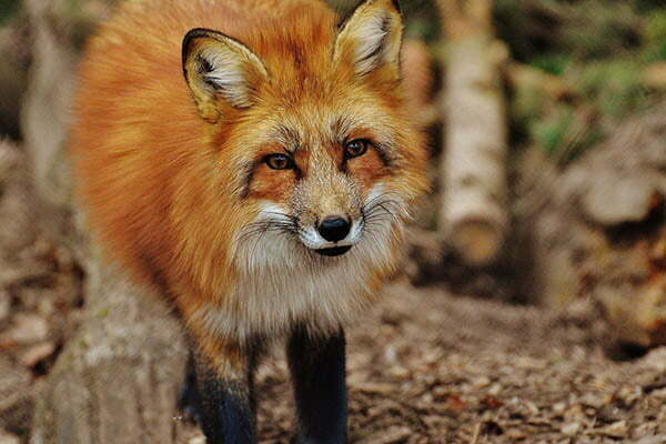 Are foxes interested in eating or attacking your dog