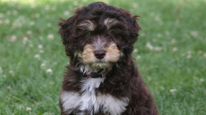 Are mini aussiedoodles actually good dogs 1