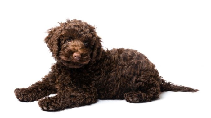 Are Mini Labradoodles Worth The Hype?