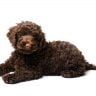 Are Mini Labradoodles Worth The Hype?