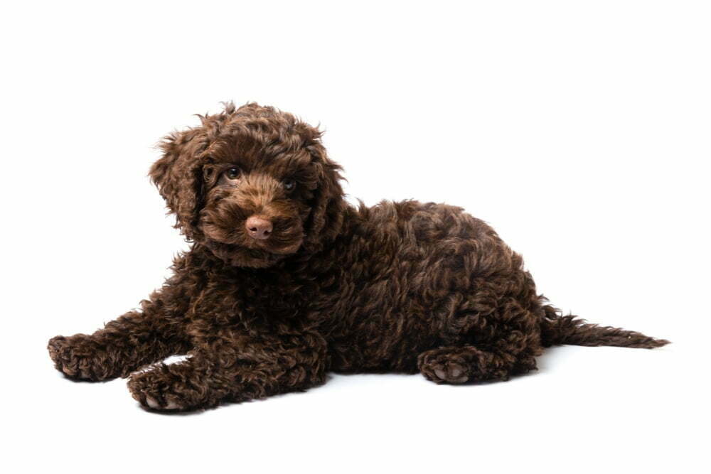 Are mini labradoodles worth the hype?