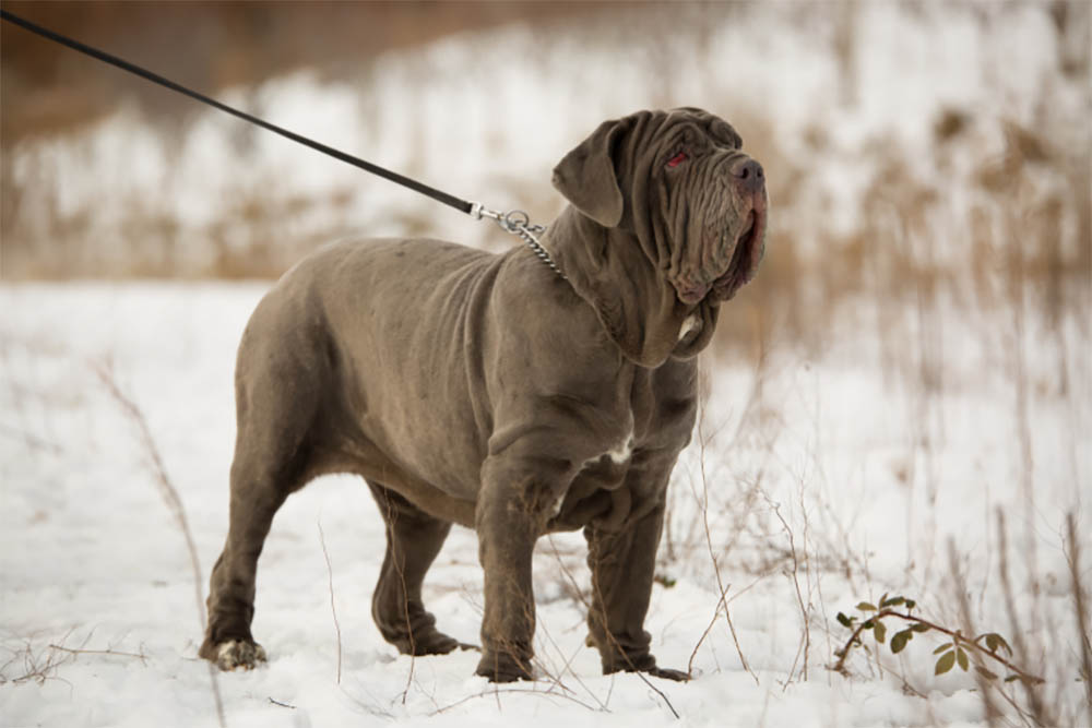 Are neapolitan mastiffs very aggressive