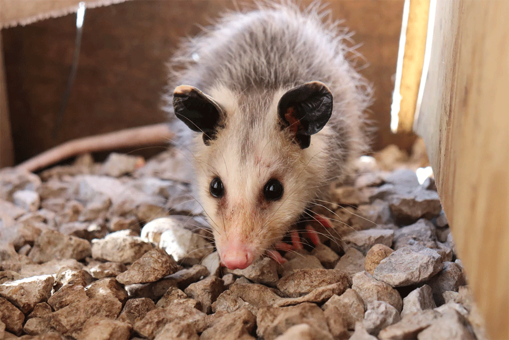 Are possums a danger to dogs