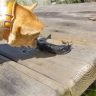 Are slugs poisonous to dogs should you be worried if your dog eats a slug